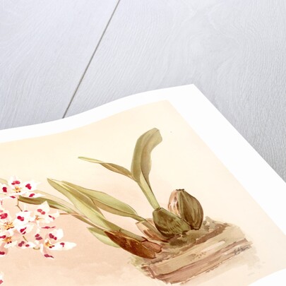 Odontoglossum pescatorei by F. Sander