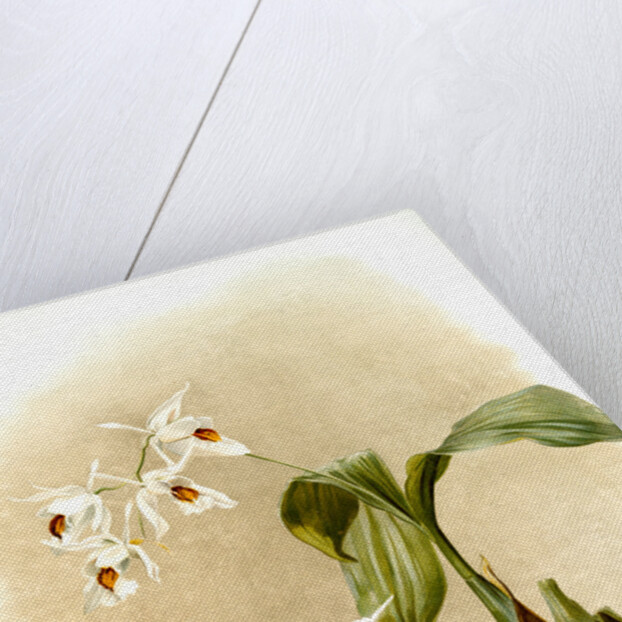 Coelogyne sanderae by F. Sander