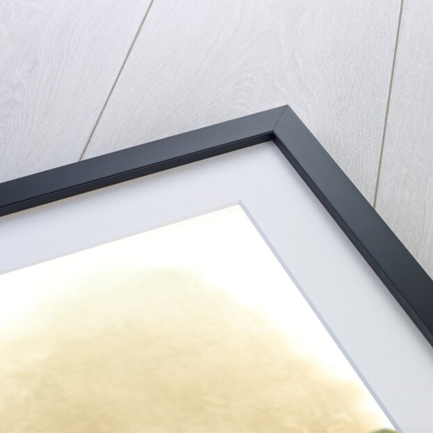 Coelogyne sanderae by F. Sander