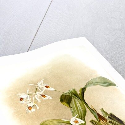 Coelogyne sanderae by F. Sander
