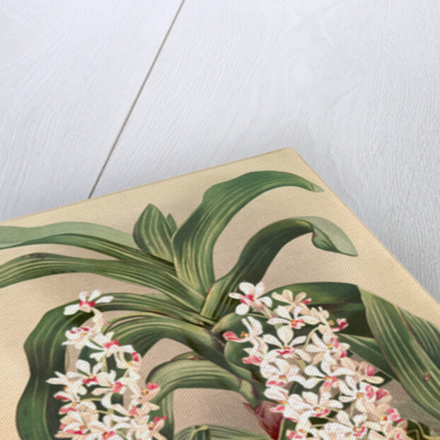 Saccolabium giganteum by F. Sander