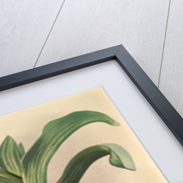 Saccolabium giganteum by F. Sander