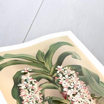 Saccolabium giganteum by F. Sander