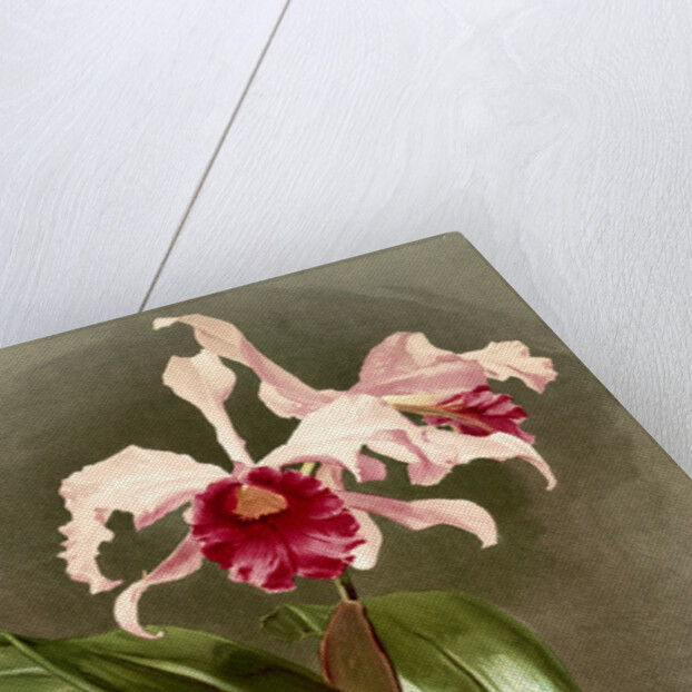 Cattleya (hybrida) arnoldiana by F. Sander