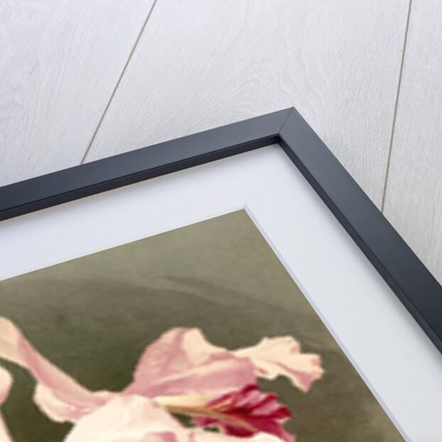 Cattleya (hybrida) arnoldiana by F. Sander