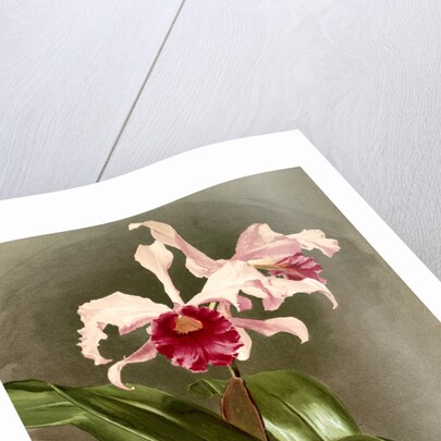 Cattleya (hybrida) arnoldiana by F. Sander