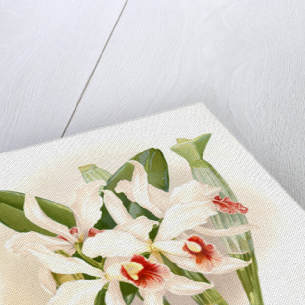 Laelia euspatha by F. Sander