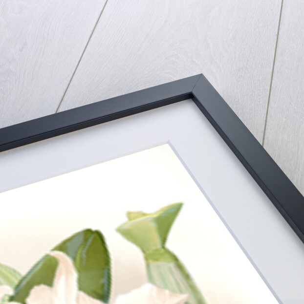 Laelia euspatha by F. Sander