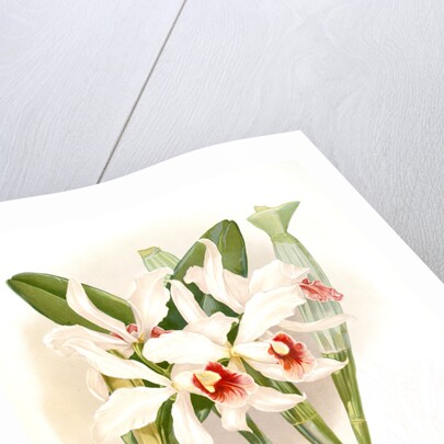 Laelia euspatha by F. Sander