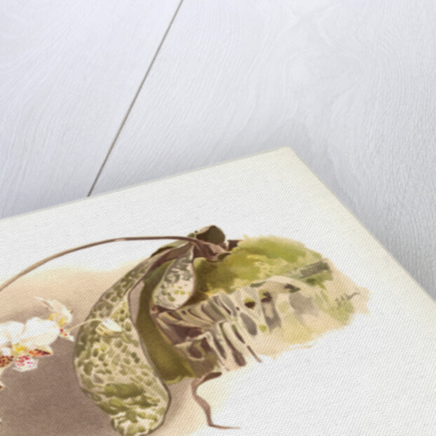 Phalaenopsis stuartiana by F. Sander