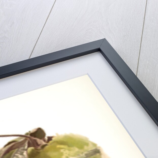 Phalaenopsis stuartiana by F. Sander