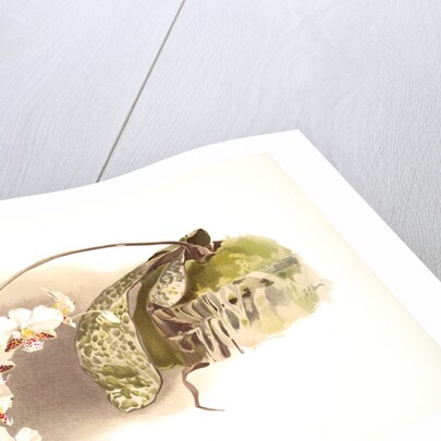 Phalaenopsis stuartiana by F. Sander