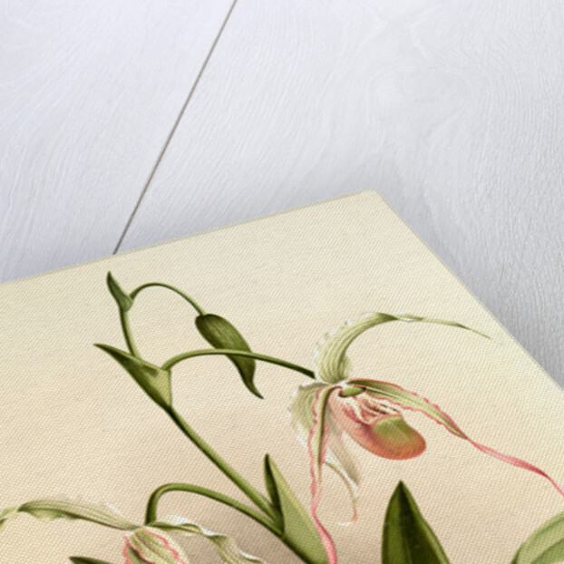 Selenipedium hybridum grande by F. Sander