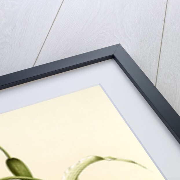 Selenipedium hybridum grande by F. Sander