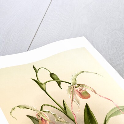 Selenipedium hybridum grande by F. Sander