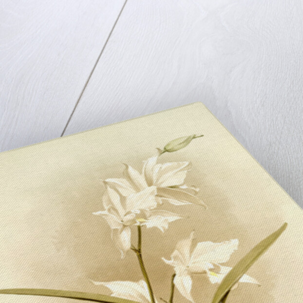 Laelia autumnalis alba by F. Sander