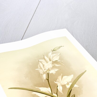 Laelia autumnalis alba by F. Sander