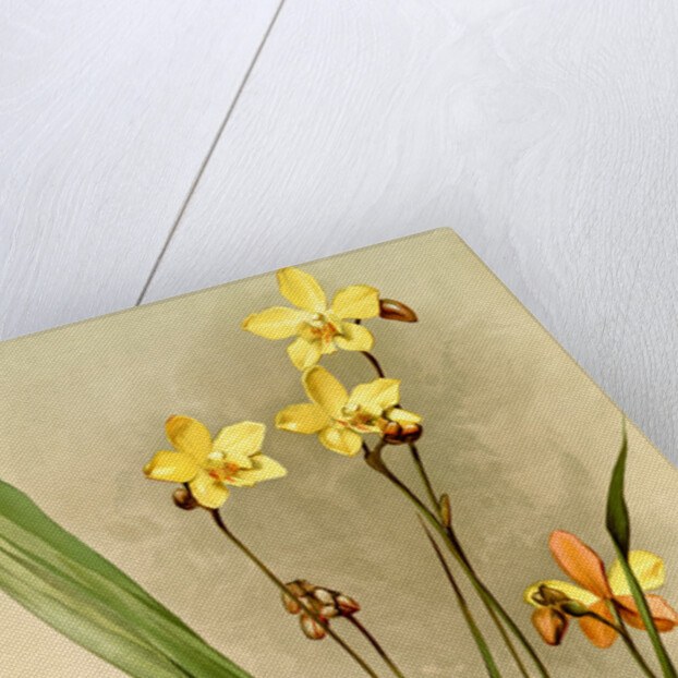 Spathoglottis kimballiana by F. Sander