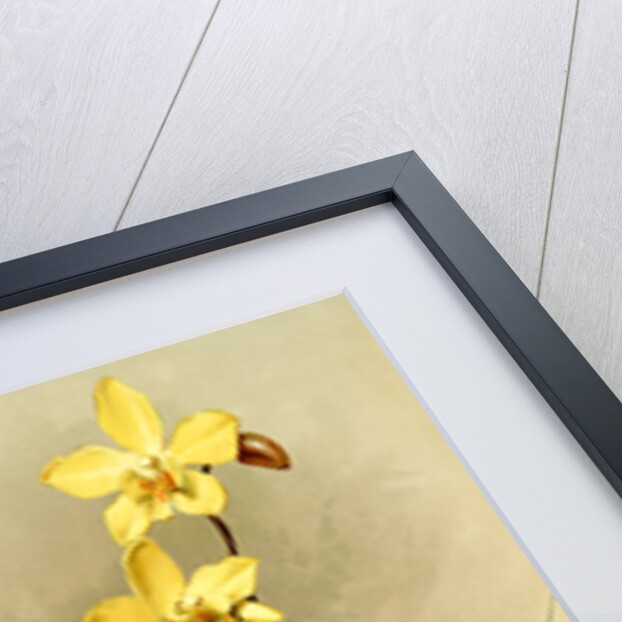 Spathoglottis kimballiana by F. Sander