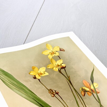 Spathoglottis kimballiana by F. Sander