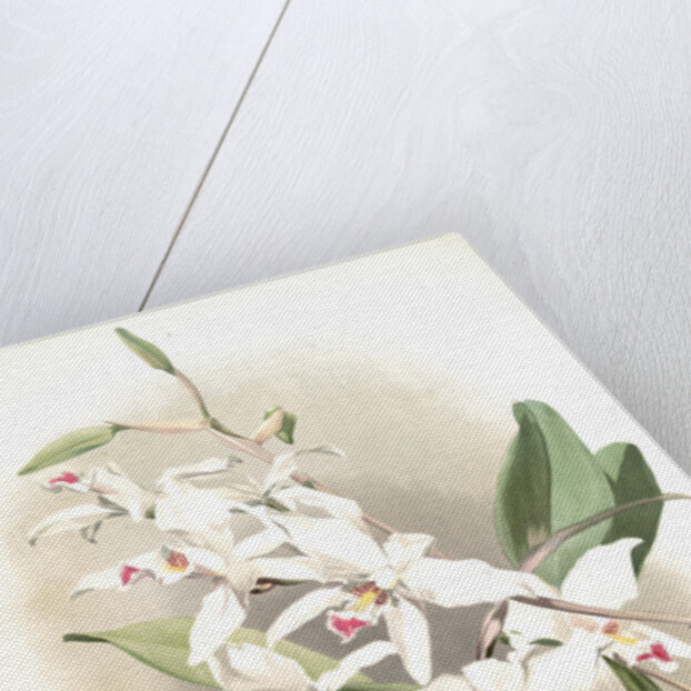 Laelia anceps sanderiana by F. Sander