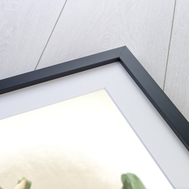 Laelia anceps sanderiana by F. Sander