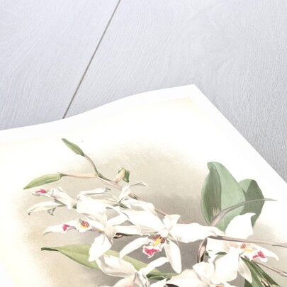 Laelia anceps sanderiana by F. Sander