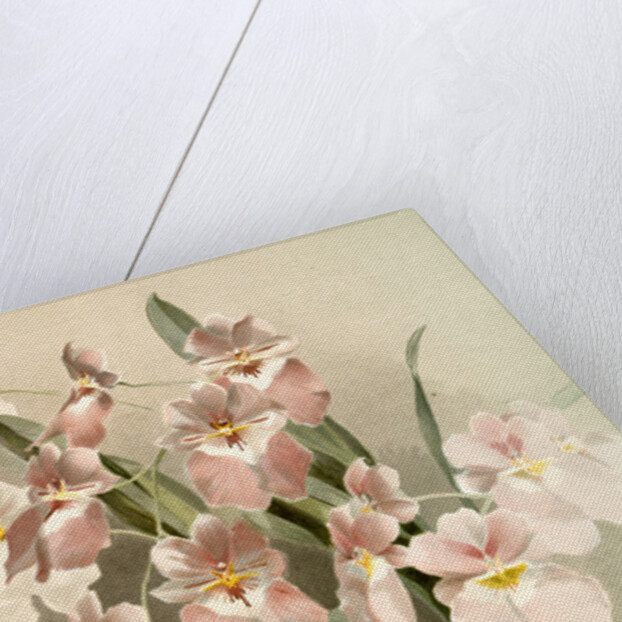 Odontoglossum vexillarium by F. Sander