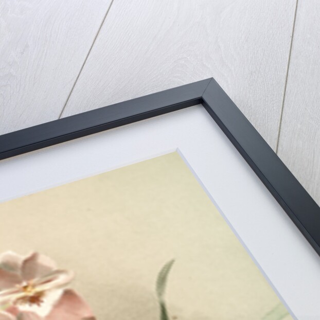 Odontoglossum vexillarium by F. Sander