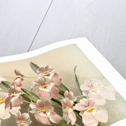 Odontoglossum vexillarium by F. Sander