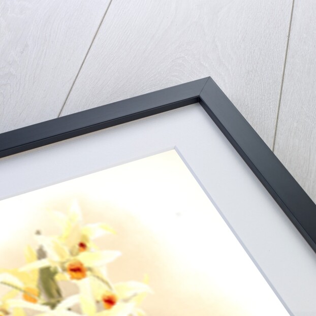 Dendrobium aureum by F. Sander