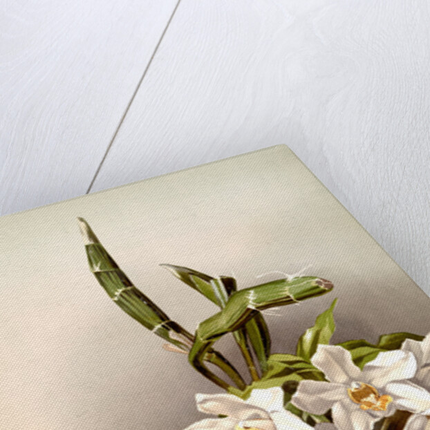 Chysis bractescens by F. Sander