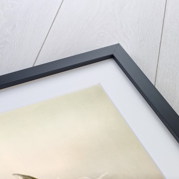 Chysis bractescens by F. Sander