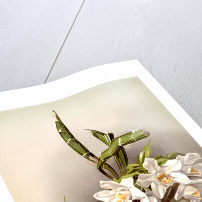 Chysis bractescens by F. Sander