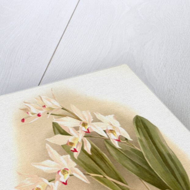 Laelia anceps Percivaliana by F. Sander