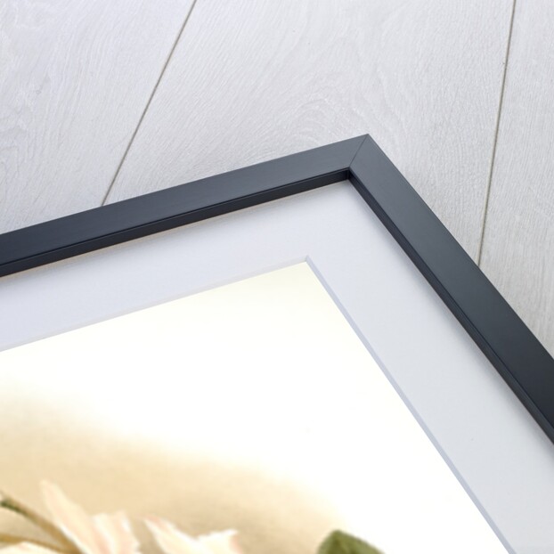 Laelia anceps Percivaliana by F. Sander