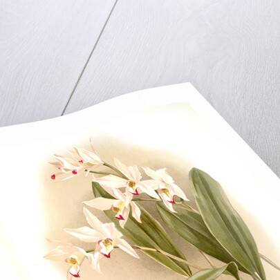 Laelia anceps Percivaliana by F. Sander