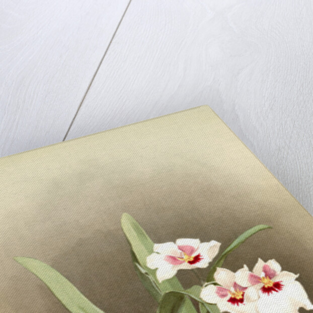 Miltonia (hybrida) bleuana by F. Sander