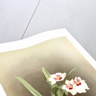 Miltonia (hybrida) bleuana by F. Sander