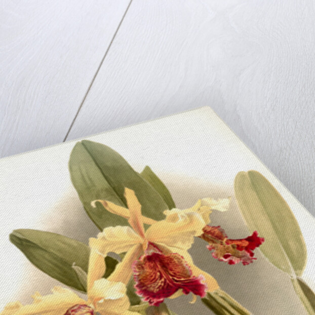 Cattleya dowiana var chrysotoxa by F. Sander