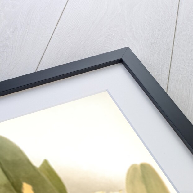 Cattleya dowiana var chrysotoxa by F. Sander