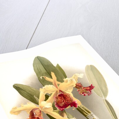 Cattleya dowiana var chrysotoxa by F. Sander