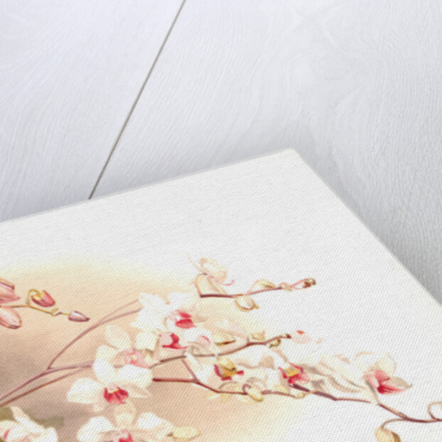 Phalaenopsis sanderiana; Phalaenopsis intermedia portei by F. Sander