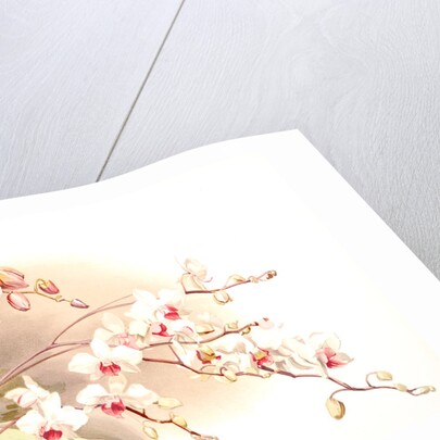 Phalaenopsis sanderiana; Phalaenopsis intermedia portei by F. Sander