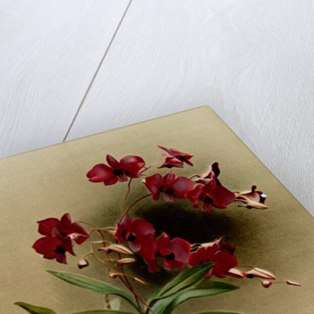 Dendrobium phalaenopsis var statterianum by F. Sander