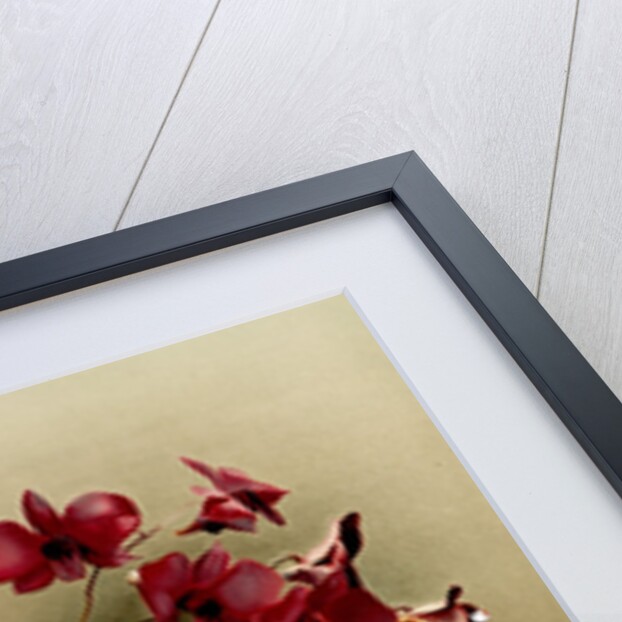 Dendrobium phalaenopsis var statterianum by F. Sander