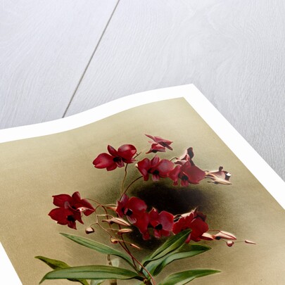 Dendrobium phalaenopsis var statterianum by F. Sander