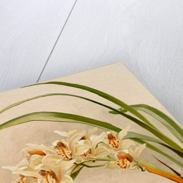 Cymbidium (hybridum) winnianum by F. Sander