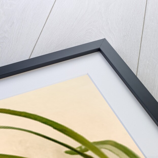 Cymbidium (hybridum) winnianum by F. Sander