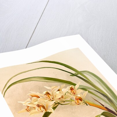 Cymbidium (hybridum) winnianum by F. Sander